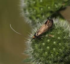 Attēlu rezultāti vaicājumam “Nemophora metallica”