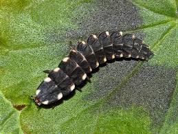 Attēlu rezultāti vaicājumam “Lampyris noctiluca larva”