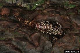 Attēlu rezultāti vaicājumam “Lymantria monacha pupa”