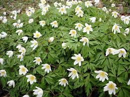 Attēlu rezultāti vaicājumam “Urocystis anemones”