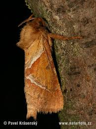 Attēlu rezultāti vaicājumam “Hepialus sylvina female”