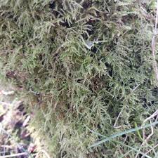 Attēlu rezultāti vaicājumam “Eurhynchium praelongum”