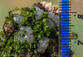 Attēlu rezultāti vaicājumam “Myxarium nucleatum”