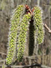Attēlu rezultāti vaicājumam “Populus tremula”