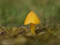Attēlu rezultāti vaicājumam “Hygrocybe acutoconica”