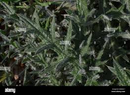 Attēlu rezultāti vaicājumam “Cirsium vulgare leaf”