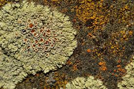 Attēlu rezultāti vaicājumam “Caloplaca saxicola”