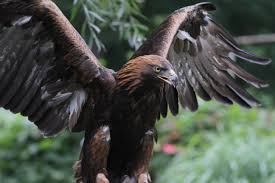 Attēlu rezultāti vaicājumam “Aquila chrysaetos”