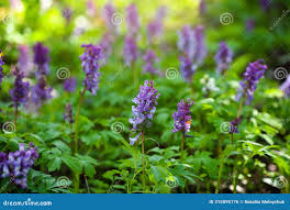 Attēlu rezultāti vaicājumam “Corydalis cava”