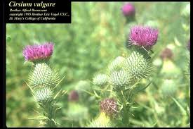 Attēlu rezultāti vaicājumam “Cirsium vulgare”
