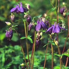 Image result for Akelei