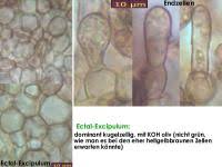 Attēlu rezultāti vaicājumam “Mollisia amenticola”