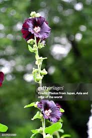 Image result for Alcea (althaea) rosea