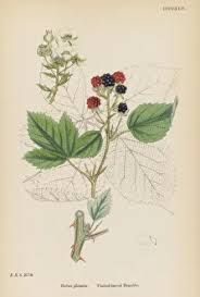 Attēlu rezultāti vaicājumam “Rubus plicatus flower”
