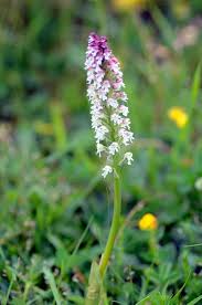 Attēlu rezultāti vaicājumam “Orchis ustulata”