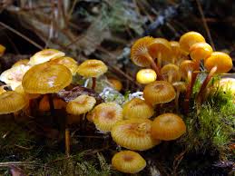 Attēlu rezultāti vaicājumam “Xeromphalina campanella”