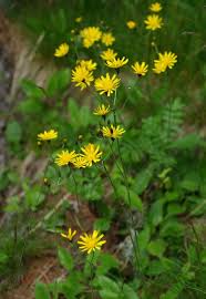 Attēlu rezultāti vaicājumam “Hieracium murorum flower”