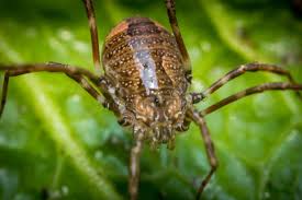 Attēlu rezultāti vaicājumam “Lophopilio palpinalis”