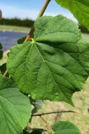 Attēlu rezultāti vaicājumam “Tilia cordata”