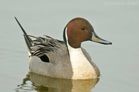 Image result for Anas acuta