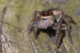 Attēlu rezultāti vaicājumam “Xanthogramma sp.”