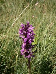 Attēlu rezultāti vaicājumam “Dactylorhiza traunsteineri”