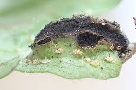 Attēlu rezultāti vaicājumam “Urocystis anemones”