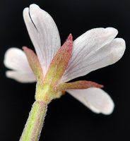 Attēlu rezultāti vaicājumam “Epilobium palustre leaf”