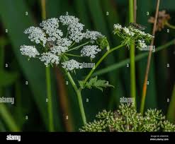 Attēlu rezultāti vaicājumam “Peucedanum palustre flower”