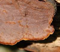 Attēlu rezultāti vaicājumam “Cribraria rubiginosa”