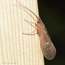 Attēlu rezultāti vaicājumam “Potamophylax”