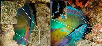 Image result for Chlorurus sordidus