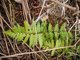 Attēlu rezultāti vaicājumam “Dryopteris cristata”