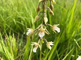 Attēlu rezultāti vaicājumam “Epipactis palustris bud”