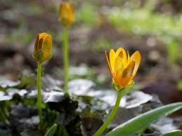 Attēlu rezultāti vaicājumam “Ficaria verna”