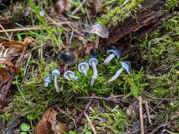 Attēlu rezultāti vaicājumam “Mycena amicta”