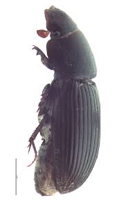 Attēlu rezultāti vaicājumam “Aphodius subterraneus imago”