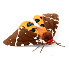 Attēlu rezultāti vaicājumam “Arctia caja”