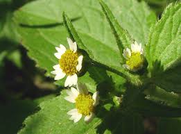 Attēlu rezultāti vaicājumam “Galinsoga quadriradiata leaf”