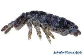 Attēlu rezultāti vaicājumam “Hypogastrura sp.”