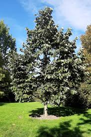 Attēlu rezultāti vaicājumam “Tilia”