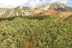 Attēlu rezultāti vaicājumam “Pinus pumila”