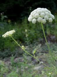 Attēlu rezultāti vaicājumam “Peucedanum oreoselinum leaf”