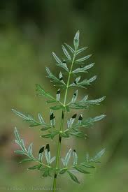 Attēlu rezultāti vaicājumam “Laserpitium prutenicum”