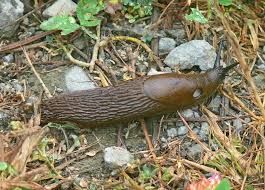 Attēlu rezultāti vaicājumam “Arion lusitanicus”