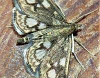 Attēlu rezultāti vaicājumam “Anania coronata”