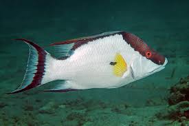 Image result for Lachnolaimus maximus