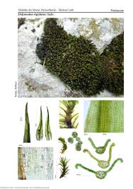 Attēlu rezultāti vaicājumam “Didymodon rigidulus”