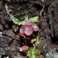 Attēlu rezultāti vaicājumam “Ascocoryne sarcoides”