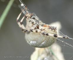 Attēlu rezultāti vaicājumam “Araneus quadratus”